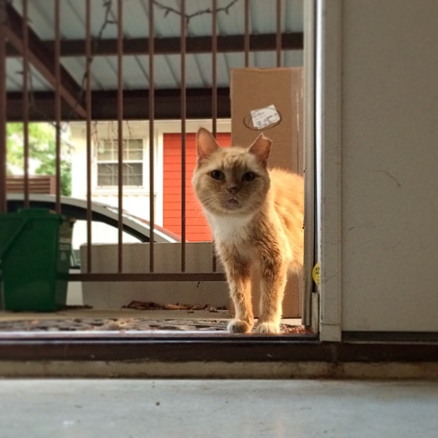 This little guy is Fatface. He's a feral #cat who has lived in our neighborhood for a few years. I'm taking over feeding him from our neighbor, and he's warmed up to us. He waits outside our door day and night for food, and meows with a gravelly squeak. He's now interested in coming into the house, but sometimes he's hesitant. Tonight we sat and stared at each other in the doorway.