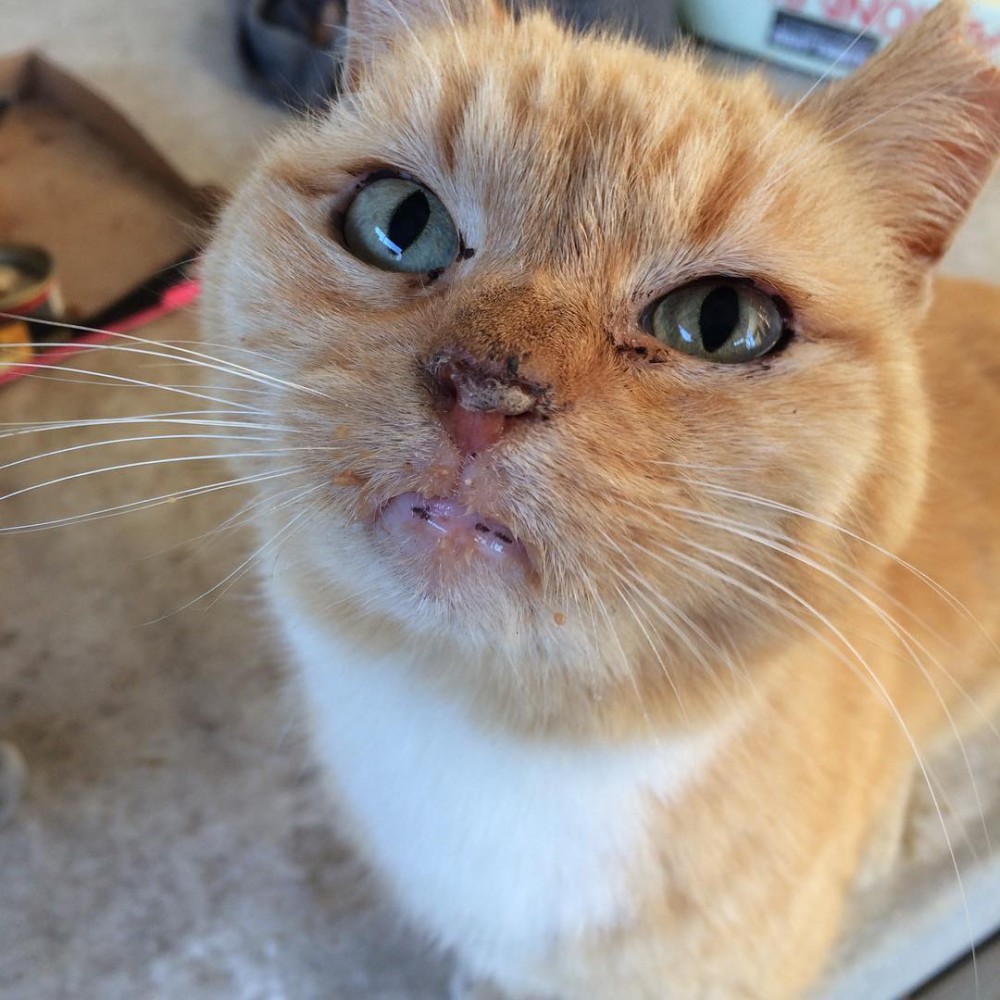 My little feral buddy Fatface. After three years of knowing him, he finally lets me scratch his back. And yes, that is food all over his face. #catsofinstagram