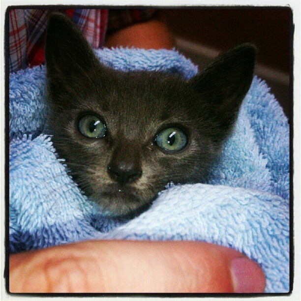 feral kitten