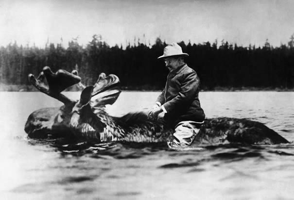 teddy roosevelt on a moose