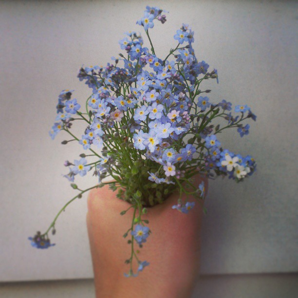 forget-me-nots