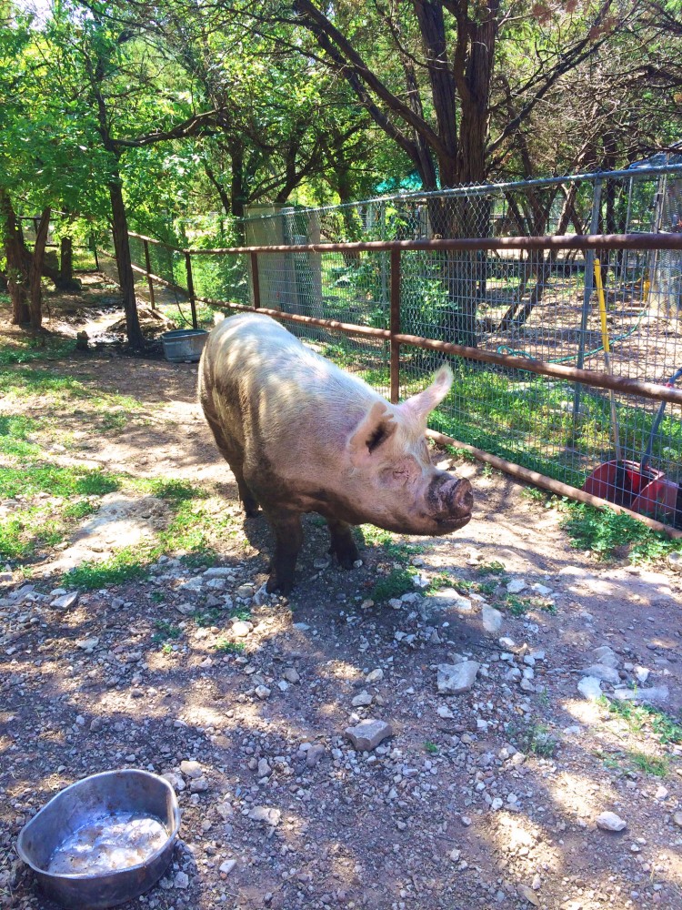 Austin Zoo and Sanctuary 