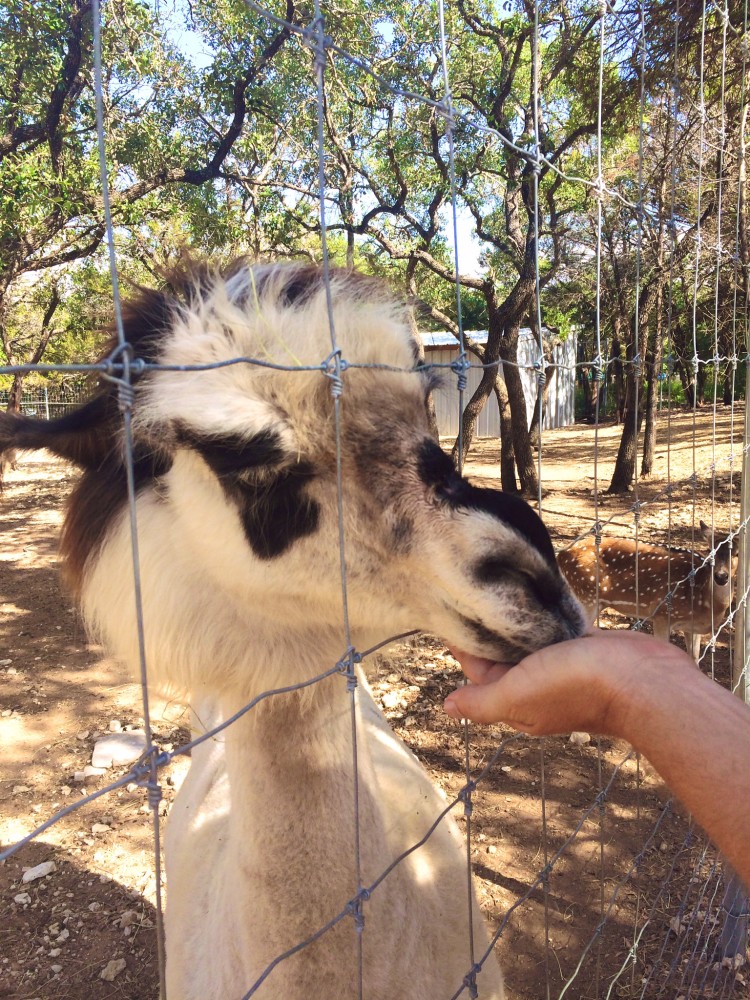 Austin Zoo and Sanctuary