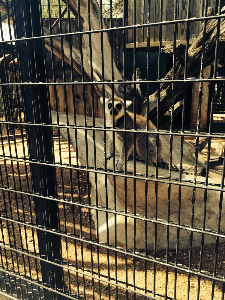 Austin Zoo and Sanctuary