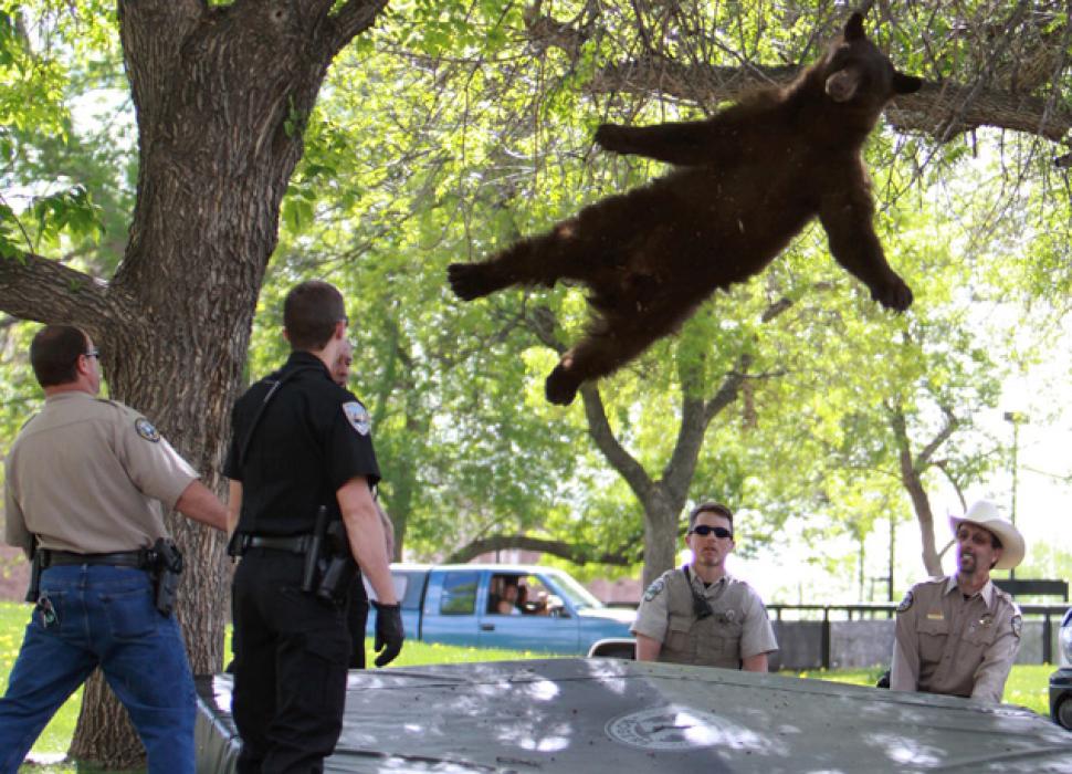 tranquilized-bear