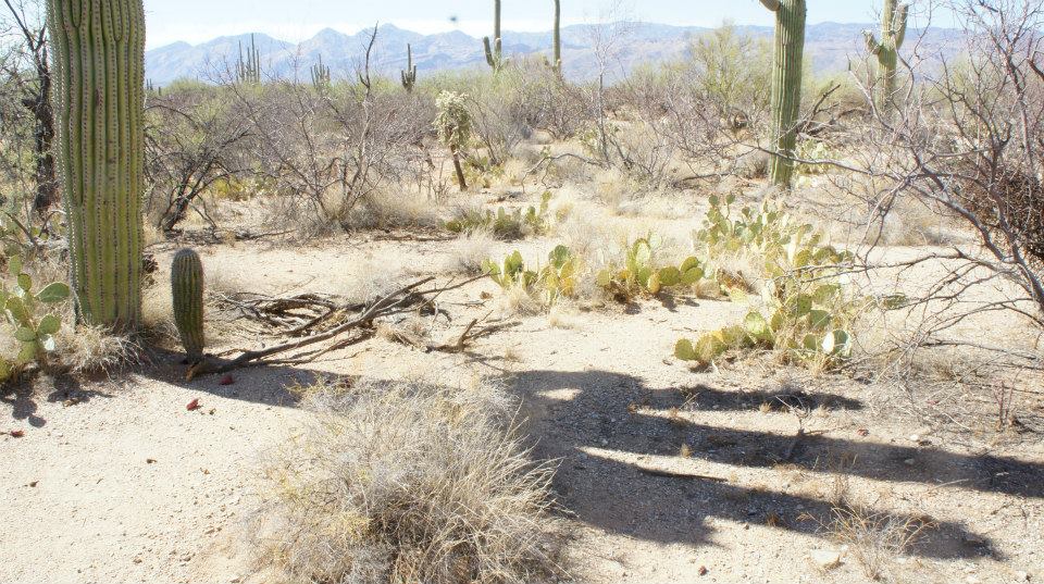 Saguaro National Monument