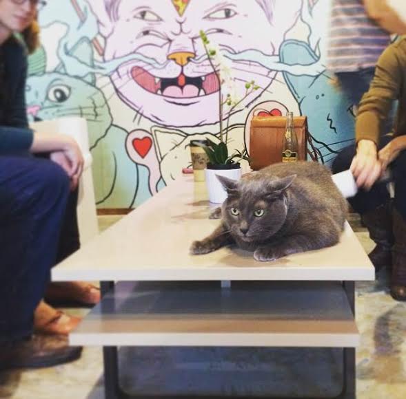 Blue Cat Cafe