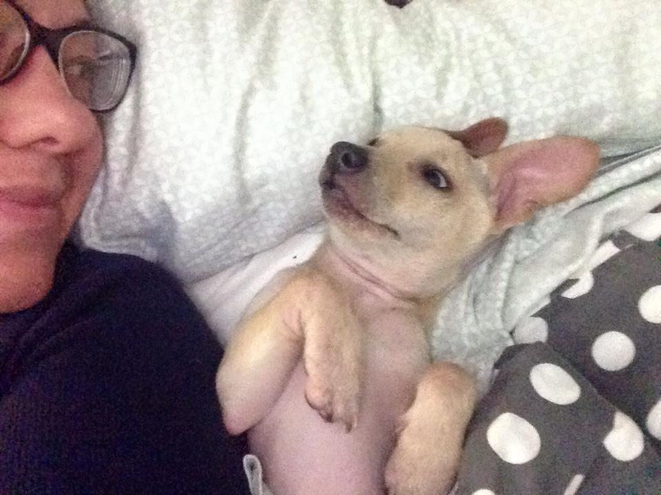 austin rescue dog