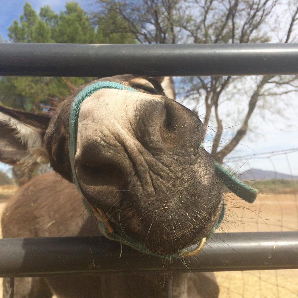 #Mule friend. #desertlife #Arizona