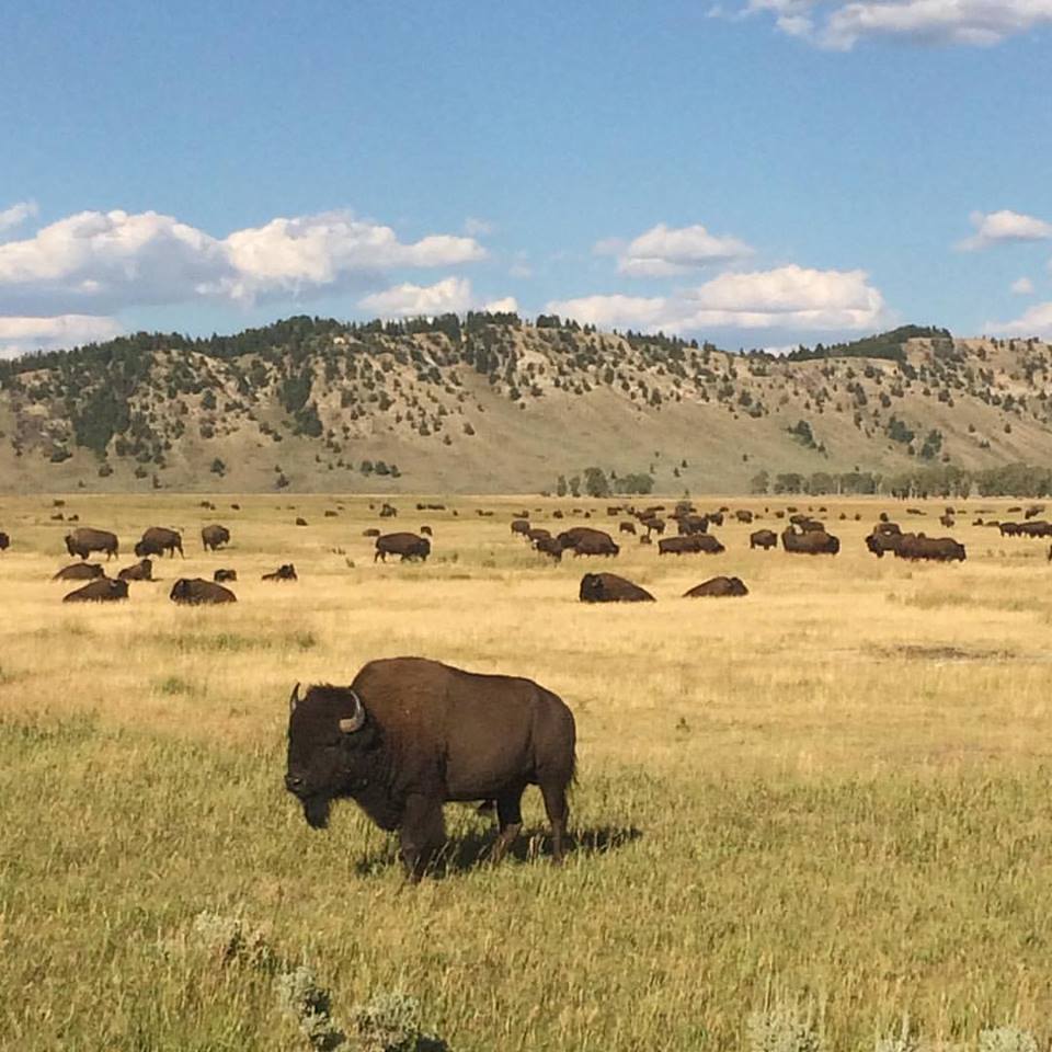 bison yellowstone